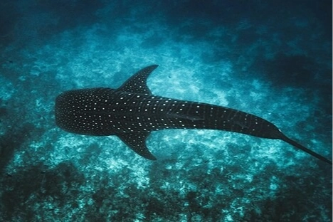 Maldivler ikonik balina k&ouml;pek balıklarını korumak i&ccedil;in Tech4Nature projesini başlattı