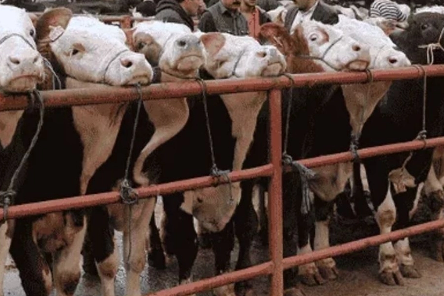 Balıkesir G&ouml;nen'de hayvan pazarlarına 'şap' tedbiri