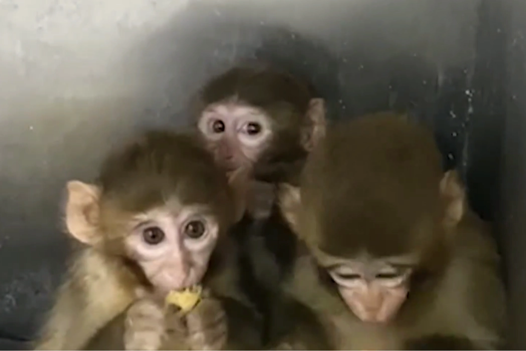 Bursa&rsquo;da &uuml;&ccedil; makak maymunu koruma altında