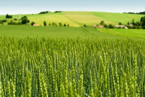Tarım-ÜFE yıllık yüzde 45,40 arttı! Tek yıllık bitkisel ürünlerde sert fiyat artışı