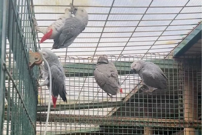 İstanbul'da ka&ccedil;ak yaban hayvanı operasyonu