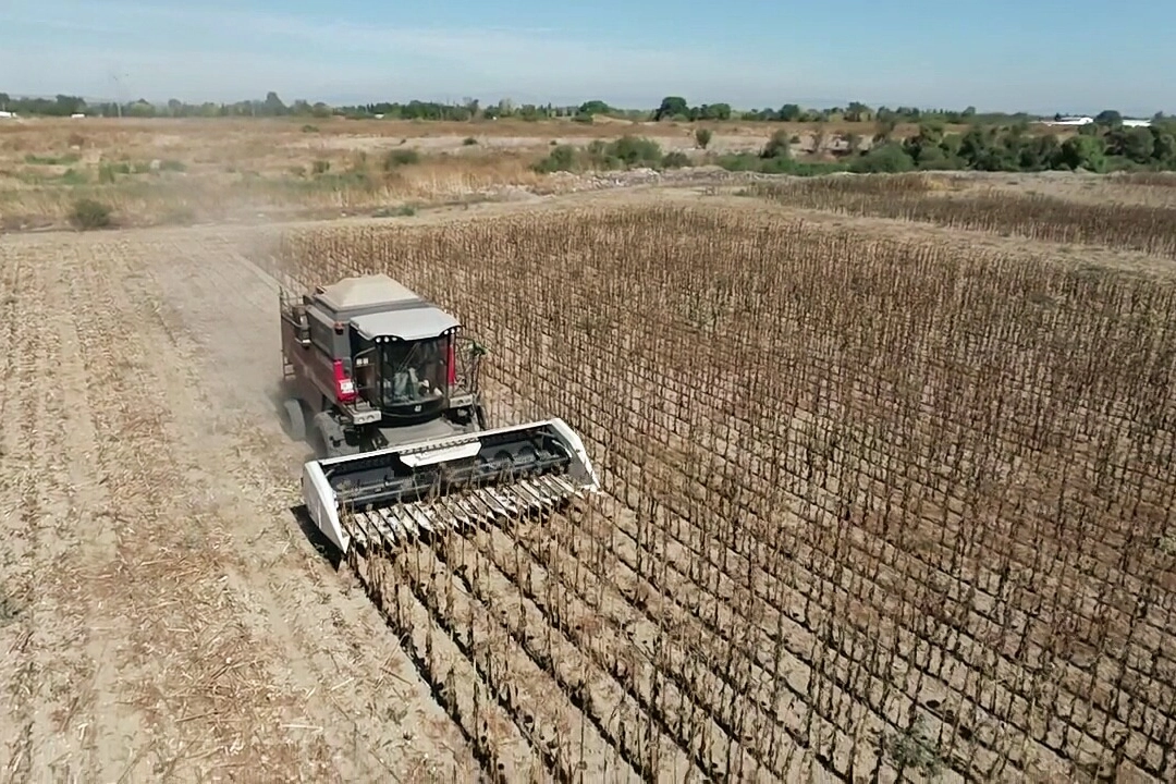 Mustafakemalpaşa'da belediye projesinde ayçiçeği hasadı