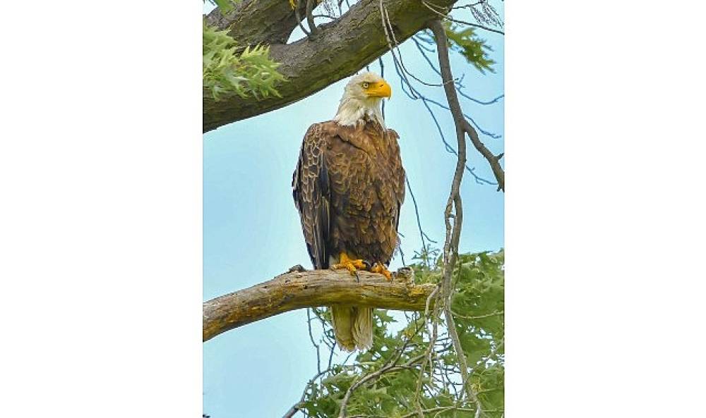 Amerika'da Bir Seferihisarlıdan Doğa Gururu: Kar Baykuşunu Fotoğraflamayı Başardı