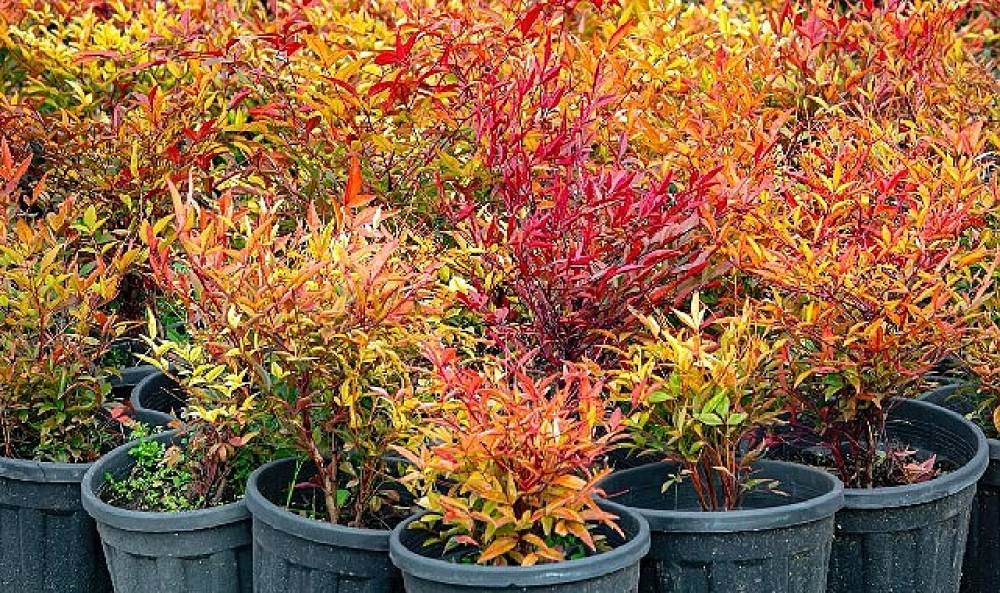 İzmir'in renkleri B&uuml;y&uuml;kşehir fidanlıklarında filizleniyor