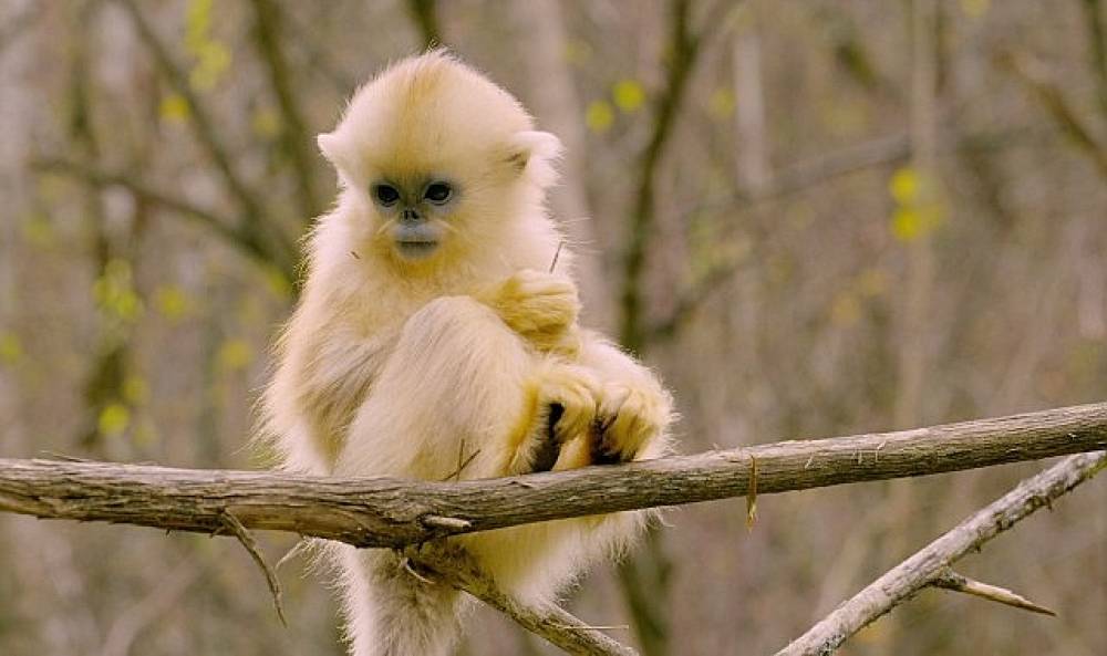 'Primatlar Dünyası', 28 Eylül Pazar 21.00'de National Geographic WILD Ekranlarında!