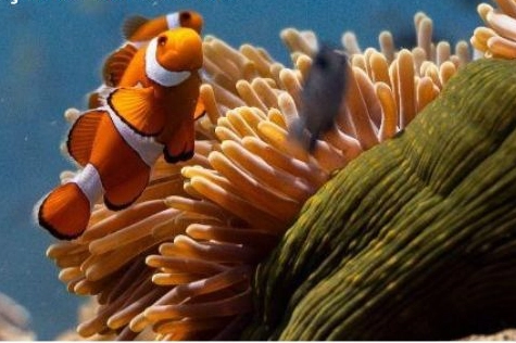 Okyanusların sesi Elhamra Sahnesi&rsquo;nde