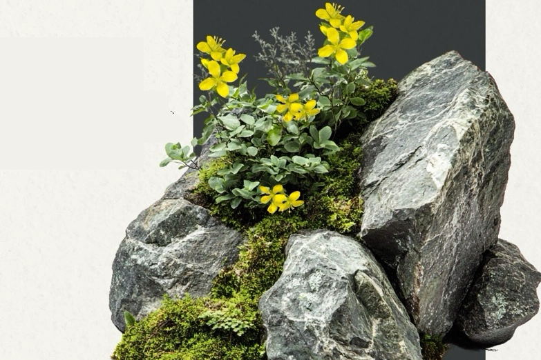 Anadolu'nun yeni keşfi... 'Tüylü Kekreçiçeği' bitki florasına katıldı